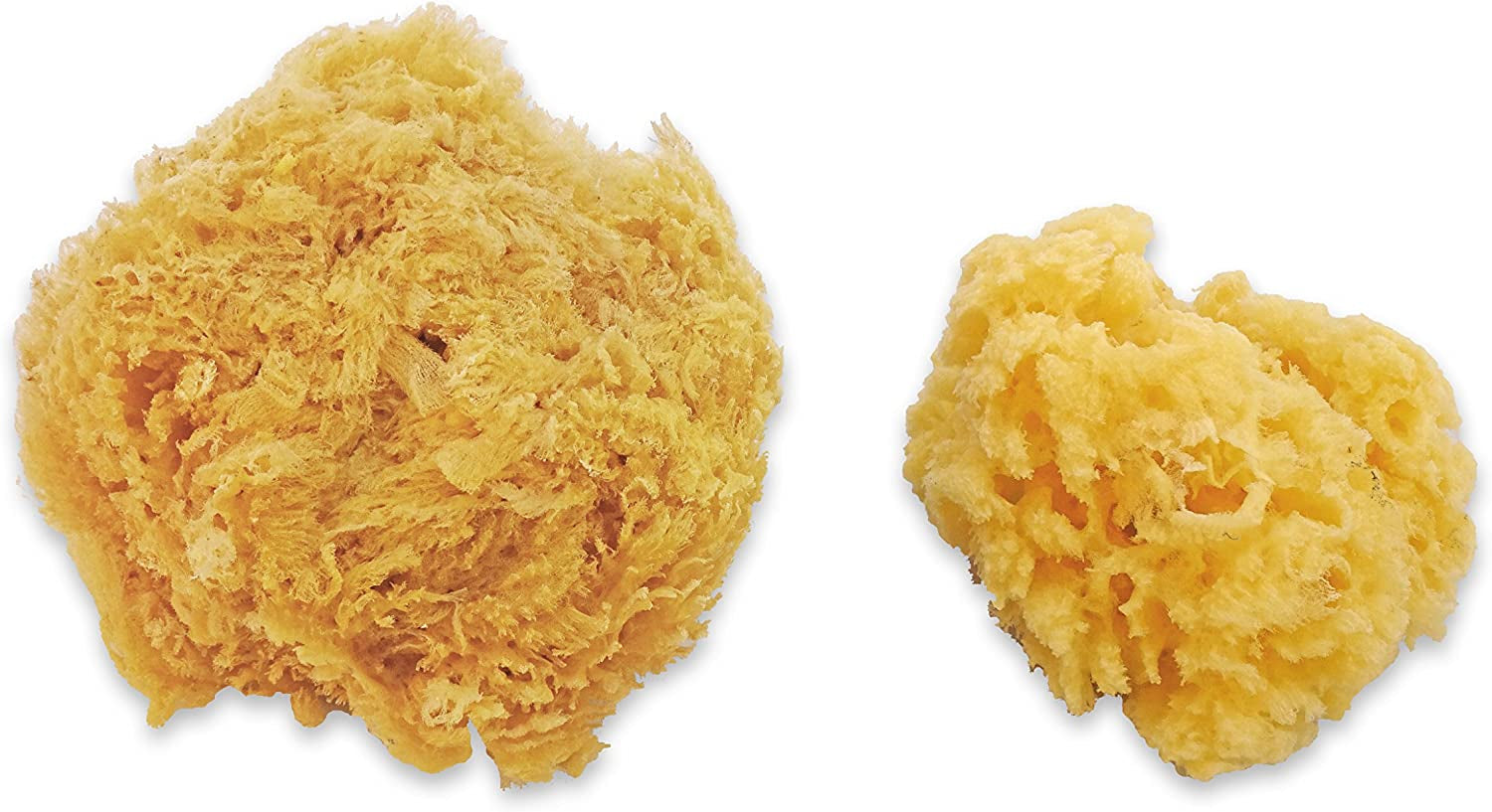Half Natural Sea Sponge for Painting, Decorating, Texturing, Sponging,  Marbling